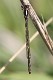 J17_3492 Ischnura heterosticta teneral